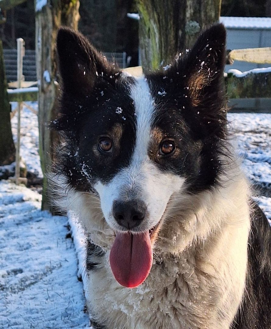 Becki - ein schwarz-weißer Hund im Schnee