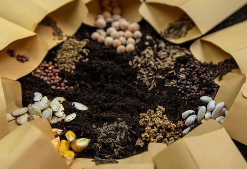 Saatgut in verschiedenen kleinen Tüten